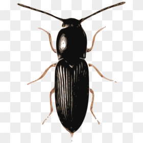 Beetles Png, Transparent Png - beetle png