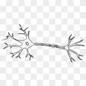 Thumb Image - Neuron Clipart, HD Png Download - neuron png
