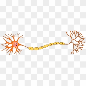 Structure Of Neuron - Neuron Png, Transparent Png - neuron png