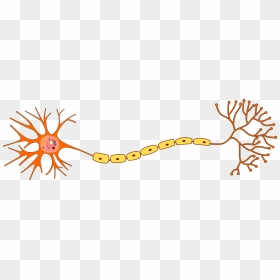 Neuron Clipart, HD Png Download - vhv