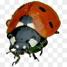 Ladybird Beetle Png Free Download - Ladybug, Transparent Png - beetle png