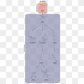 Medical Quinolines Pathway - Metabolism Chloroquine, HD Png Download - pathway png