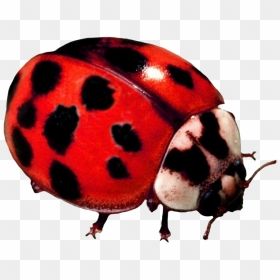 Ladybird Beetle Png Transparent Background - Ladybug, Png Download - beetle png