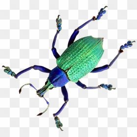 Beetle - Beetles, HD Png Download - beetle png