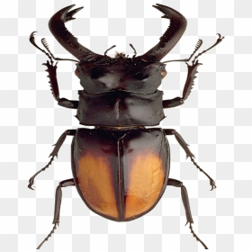 Beetle - Beetles, HD Png Download - beetle png
