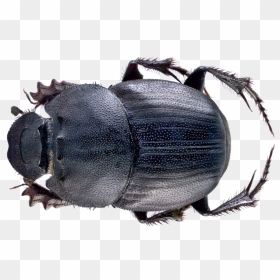 Dung Beetle Png File - Dung Beetles In Malaysia, Transparent Png - beetle png