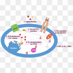 Calcium Signaling Pathway - Inositol Trisphosphate 3 Kinase B, HD Png Download - pathway png