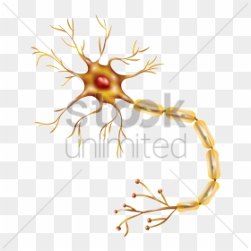 Neuron Clipart Transparent - Motor Neuron Transparent, HD Png Download - neuron png