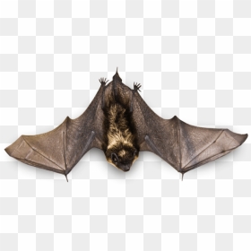 Flying-bat - Hanging Bat Wings Open, HD Png Download - bat swarm png
