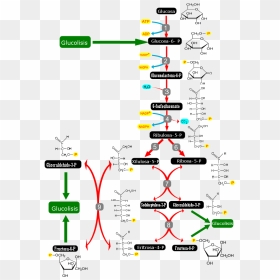 Pentose Phosphate Pathway-es - Cellular Respiration Metabolic Pathway, HD Png Download - pathway png