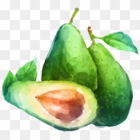 Transparent Avacado Png - Watercolor Painting Of Avocado, Png Download - avacado png
