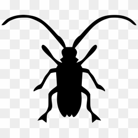 Beetle Clipart Computer - Asian Longhorned Beetle Drawing, HD Png Download - beetle png