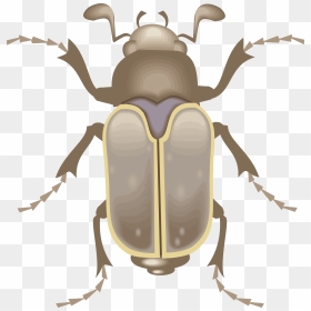 Cartoon Cockroach, HD Png Download - beetle png