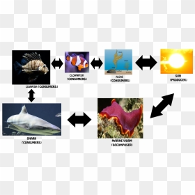 Clownfish Food Chain - Food Chain Of A Clownfish, HD Png Download - clownfish png