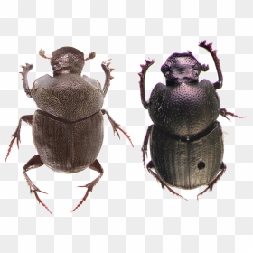Transparent Scarab Clipart - Insects In The Montane Forests, HD Png Download - beetle png