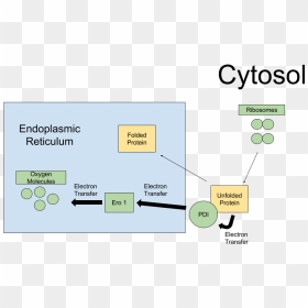 Pdi Folding Pathway - Protein Disulfide Isomerase Pathway, HD Png Download - pathway png