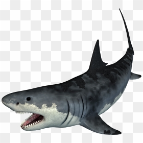 Tiger Shark Png, Transparent Png - shark.png