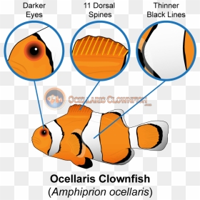Ocellaris Clownfish Features - Clowfish Male And Female, HD Png Download - clownfish png
