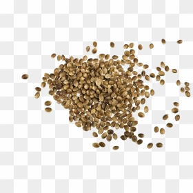 Hemp Seeds Png Images - Whole Hemp Seed, Transparent Png - seeds png