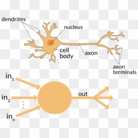 Brain Or Neural Network Works, HD Png Download - neuron png