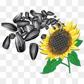 Free Png Download Sunflower Seeds Clipart Png Photo - Sunflower Seeds Clipart, Transparent Png - seeds png