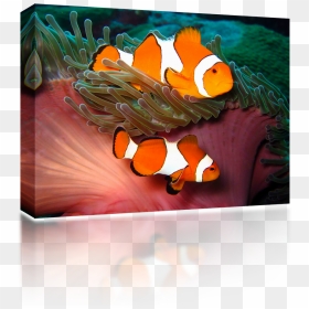Still Life , Png Download - Still Life, Transparent Png - clownfish png