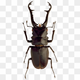 Stag Beetle Png, Transparent Png - beetle png
