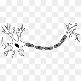 Neuron B&w Png Icons - Neuron Test Questions, Transparent Png - neuron png