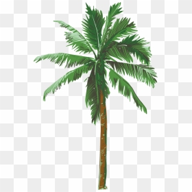 Palmera Dibujo Png, Transparent Png - palmera png