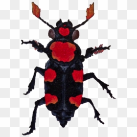 Abb Logo - American Burying Beetle No Background, HD Png Download - beetle png