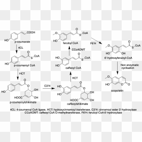Wikipedia Pathway Copy - Scopoletin Synthesis, HD Png Download - pathway png