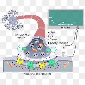 An Image Showing Ach From The Presynaptic Neuron Molecules - Ach Binds To Ach Receptors, HD Png Download - neuron png