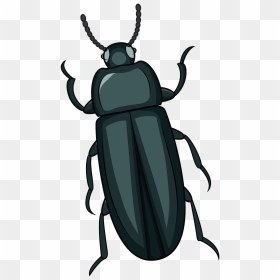 Beetle Clipart Images - Beetle Clipart, HD Png Download - beetle png