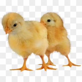 Baby Chickens Png Images For Create Picture - Png Image Baby Chicken Png, Transparent Png - chickens png