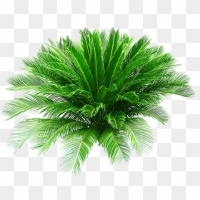 Sago Palm Png, Transparent Png - palmera png