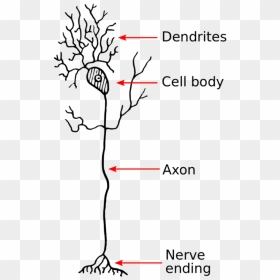 Transparent Neurons Png - Do Dendrites Look Like, Png Download - neuron png