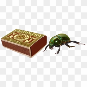 Beetle, HD Png Download - beetle png