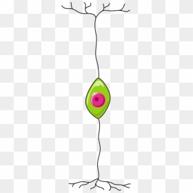 Clip Art, HD Png Download - neuron png