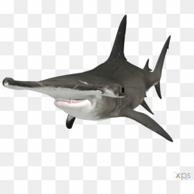 Thumb Image - Hammerhead Shark Transparent Background, HD Png Download - shark.png