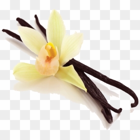 Vanilla Bean Png Picture Clipart , Png Download - Vanilla Bean Image Transparent, Png Download - vanilla bean png