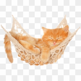 Hammock Png Free Pic - Orange Cat White Background, Transparent Png - hammock png