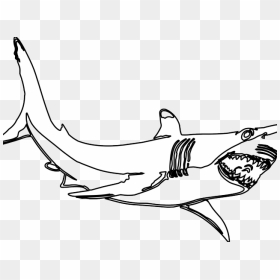 Thumb Image - White Shark Clip Art, HD Png Download - shark.png