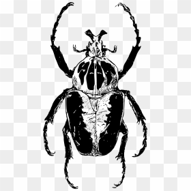 Transparent Beetle Clipart - Beetle Drawing Png, Png Download - beetle png