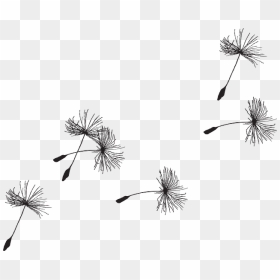 Clip Art Dandelion Seeds - Transparent Background Dandelion Clipart, HD Png Download - seeds png