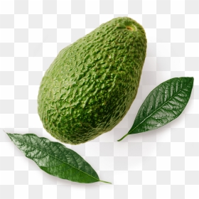 Hass Avocado Unripe - West Indian Gherkin, HD Png Download - avacado png