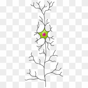 Neurone - Circle, HD Png Download - neuron png