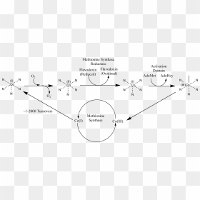 Methionine Synthase Reductase Pathway , Png Download - Methionine Synthase, Transparent Png - pathway png