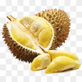 Organic Jackfruit Seeds Nutritious Fruit Seeds For - Buah Durian Durian Png, Transparent Png - seeds png