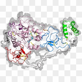 Human Prothrombin Mutant 6c2w Closed Structure - Prothrombin Structure, HD Png Download - closed png