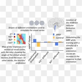 Visual Cortex, HD Png Download - neuron png